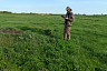 В Саратовской области посчитали сурков 